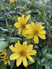 Bidens