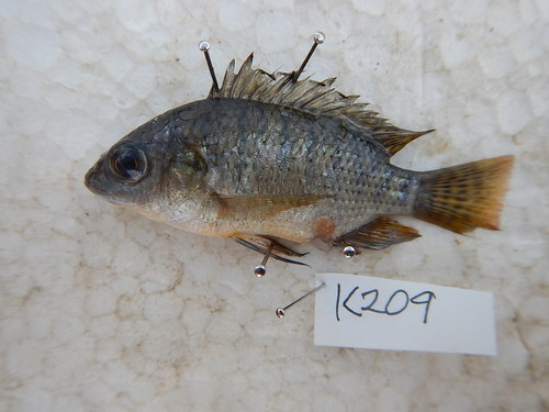 Athi River tilapia (Oreochromis spilurus) — Cichlidae — 3