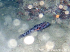 Thorogobius ephippiatus