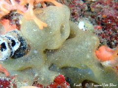 Trididemnum inarmatum