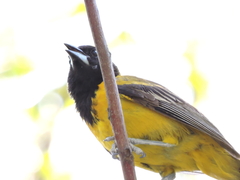 Icterus graduacauda