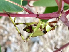 Ephippitytha trigintiduoguttata