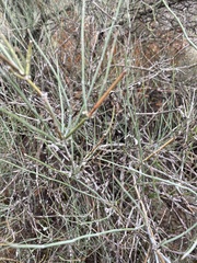 Ephedra antisyphilitica