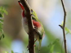 Todus multicolor