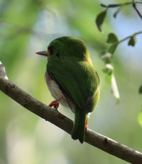 Todus multicolor