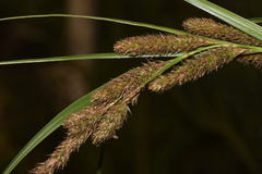 Carex fernandezensis