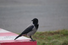 Corvus cornix