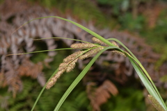 Carex fernandezensis