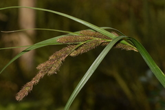 Carex fernandezensis