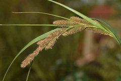 Carex fernandezensis