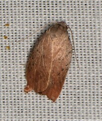 Tortricopsis pyroptis