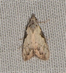 Nola pleurochorda