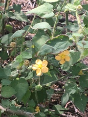 Abutilon viscosum