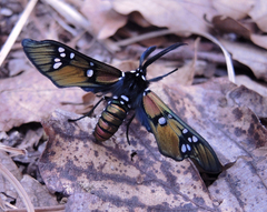 Chrysocale principalis