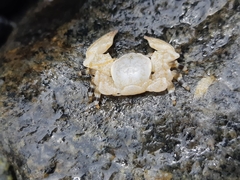 Allopetrolisthes