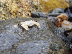 Allopetrolisthes