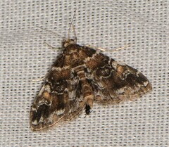 Elophila responsalis