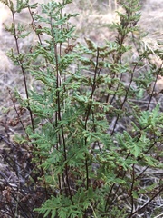 Cheilanthes sieberi