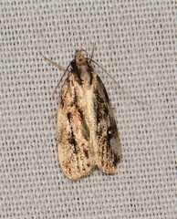 Barea exarcha