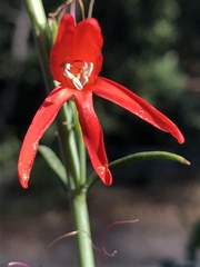 Penstemon labrosus
