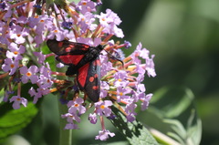 Zygaena lonicerae