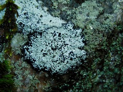 Buellia spuria