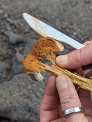 Battarrea phalloides