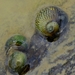 Zebra Nerite - Photo (c) olivier_fortune, some rights reserved (CC BY-NC), uploaded by olivier_fortune