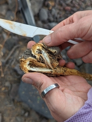 Battarrea phalloides