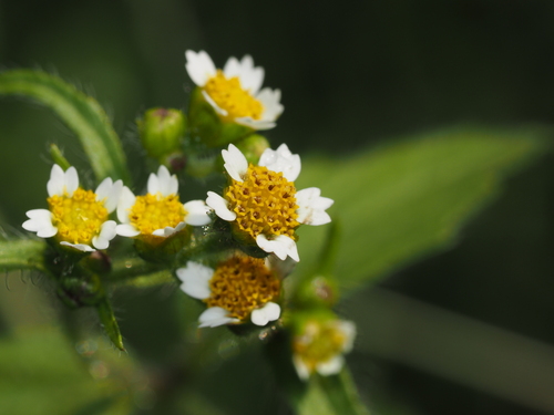 Galinsoga quadriradiata