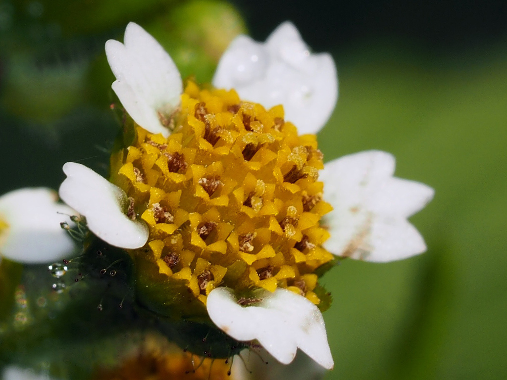 Galinsoga quadriradiata — a medium houseplant, prefers full sun light