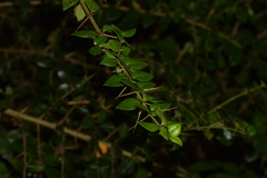 Rhaphithamnus spinosus