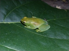 Sphaenorhynchus lacteus