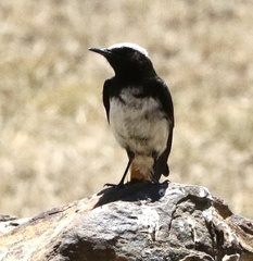 Oenanthe lugubris schalowi