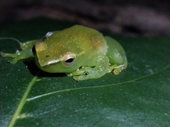 Sphaenorhynchus lacteus