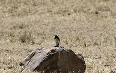 Oenanthe lugubris schalowi