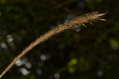 Carex phleoides