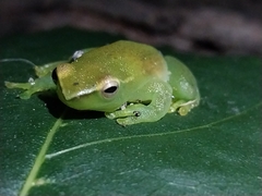 Sphaenorhynchus lacteus