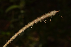 Carex phleoides