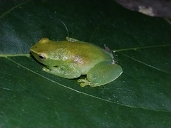 Sphaenorhynchus lacteus