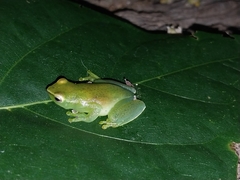 Sphaenorhynchus lacteus