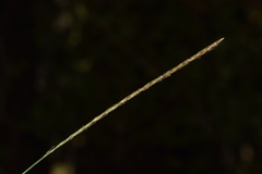 Carex delacosta