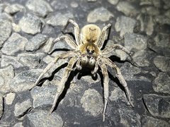Portacosa cinerea