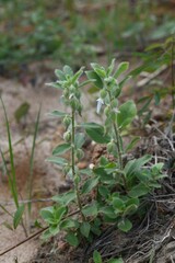 Pombalia calceolaria