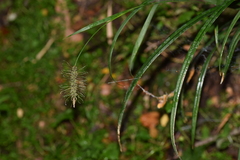 Carex erinacea