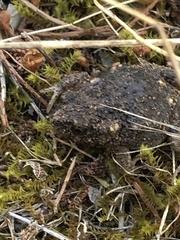 Uperoleia rugosa