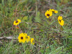 Coreopsis basalis
