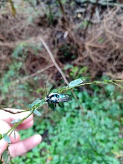Ctenioschelus goryi