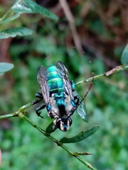 Ctenioschelus goryi