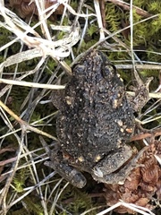 Uperoleia rugosa